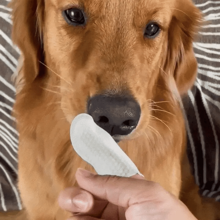 Bafuxo: Toalhitas Dentárias